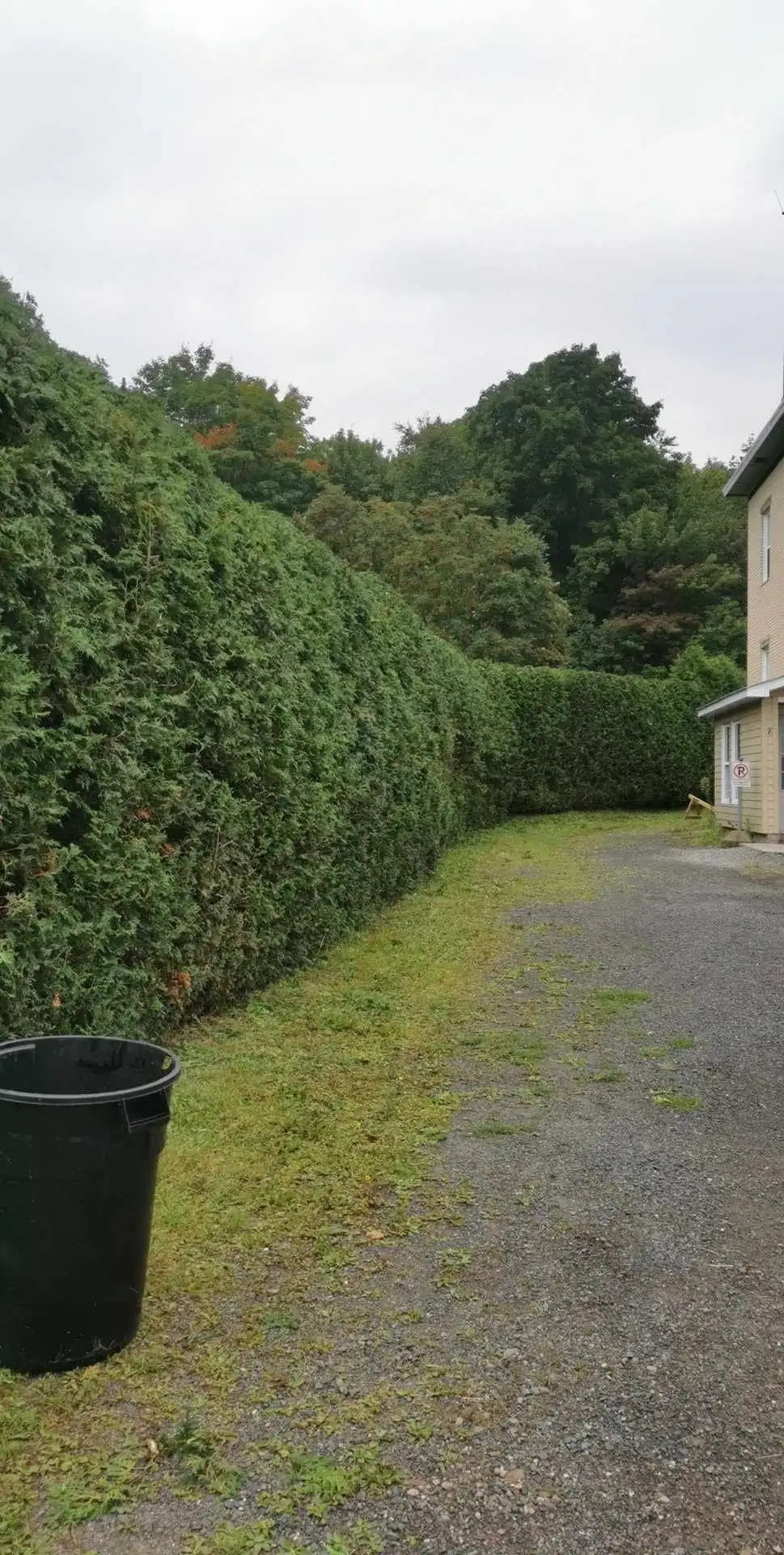 Haie de cèdres taillée en courbe le long d’une allée en gravier, à côté d’une maison.