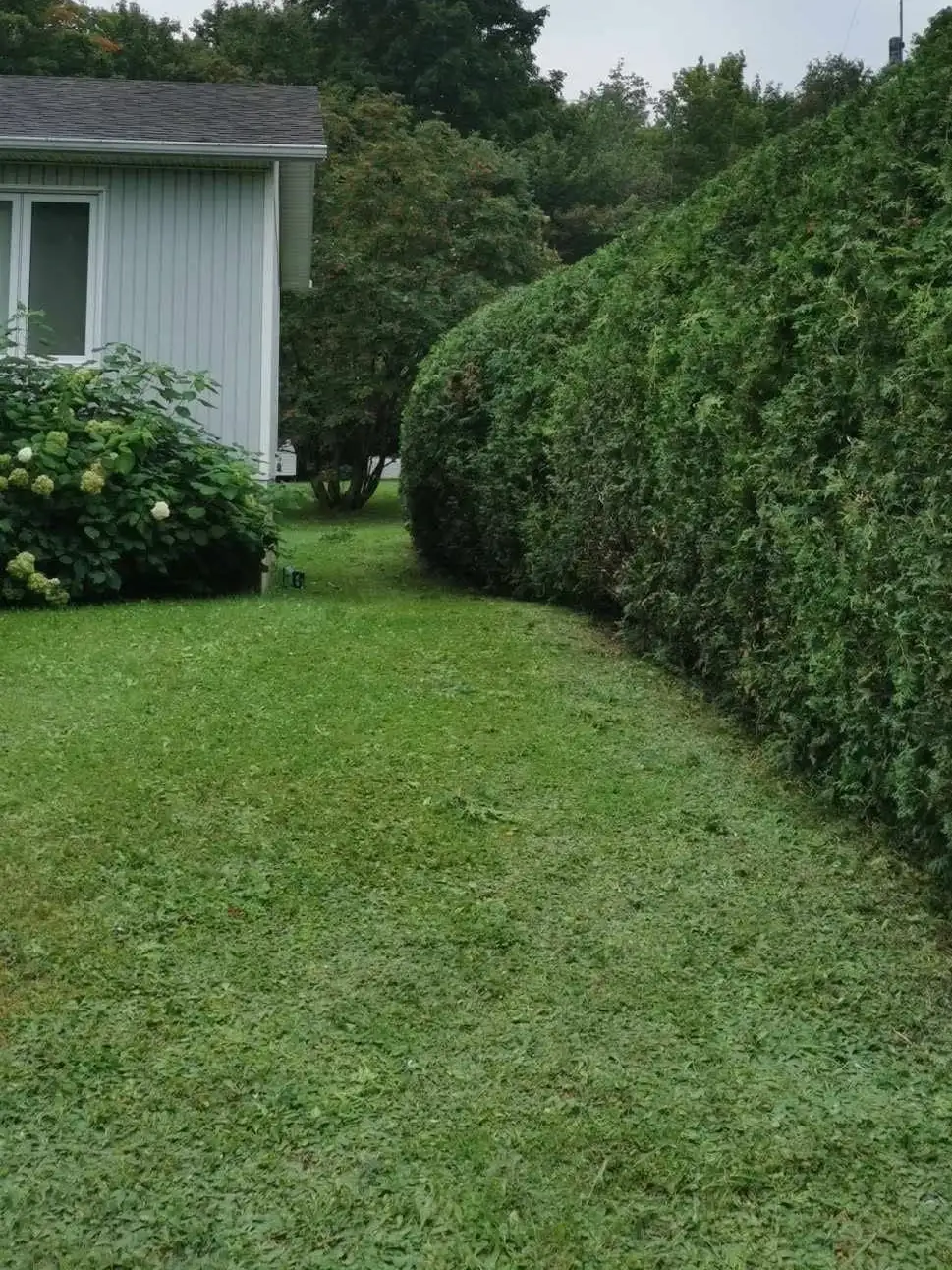 Après : la même haie taillée en une courbe nette et arrondie le long de la pelouse.