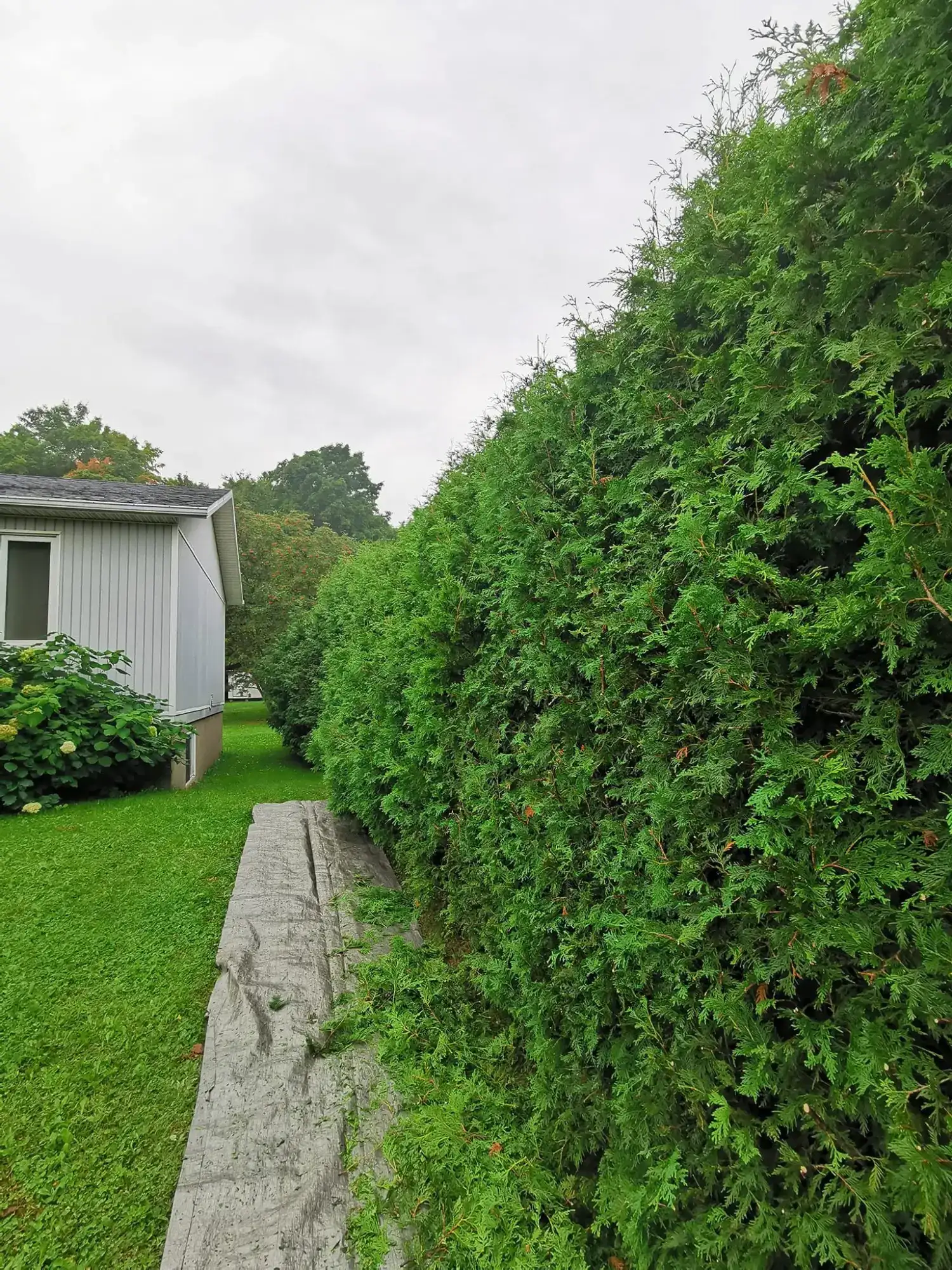 Avant : haie de cèdres touffue avec des pousses qui dépassent, à côté d’un cabanon gris.