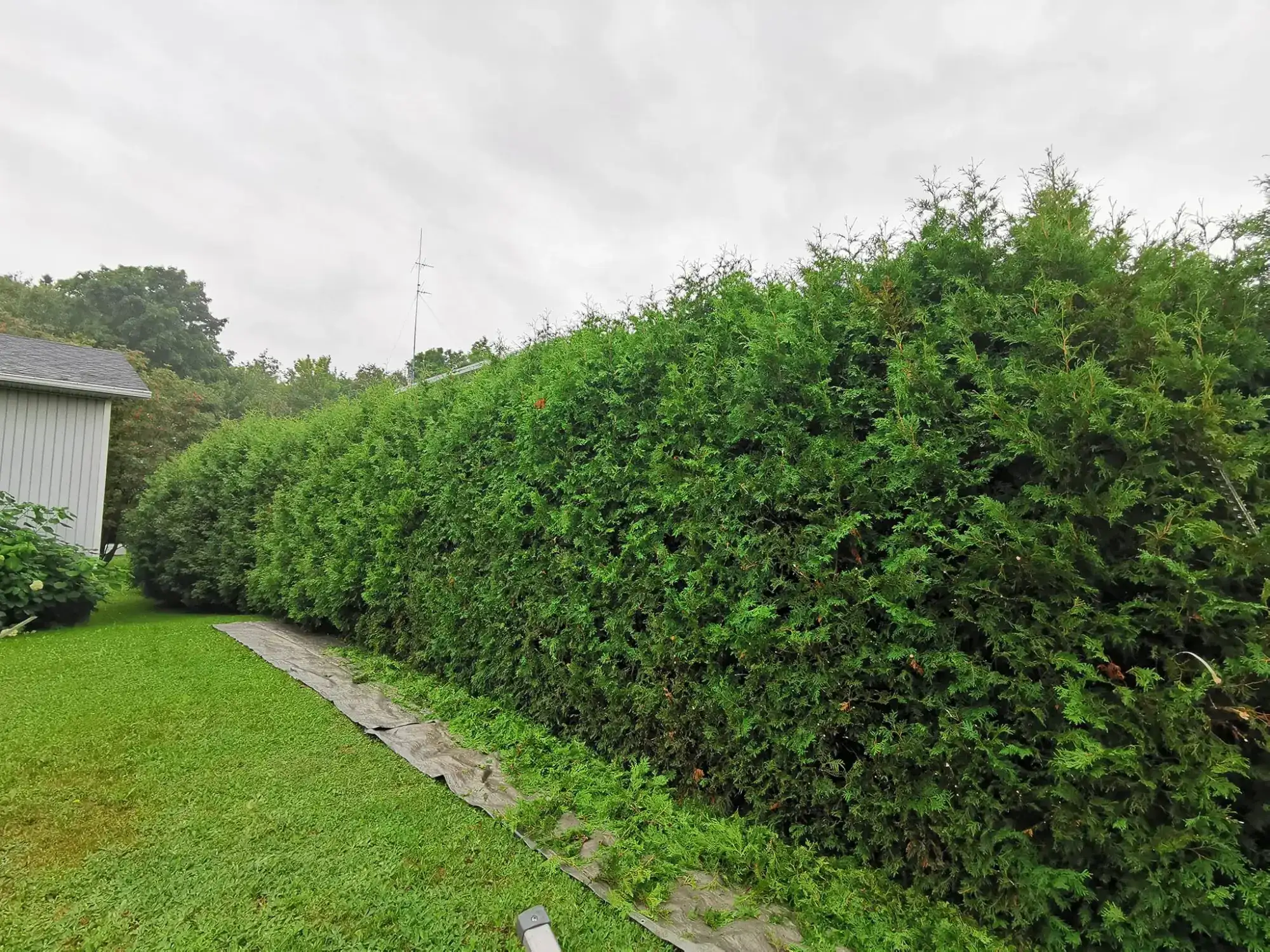 Longue haie de cèdres avant la taille, bâche étendue au sol pour ramasser les branches.