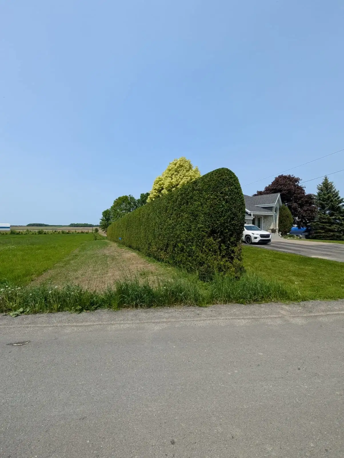Longue haie de cèdres taillée droite avec une extrémité arrondie, en bordure d’un champ à la campagne.