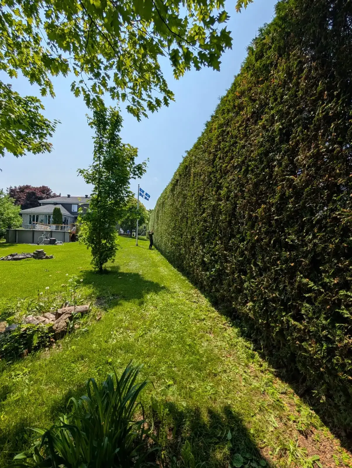 Longue haie de cèdres très haute fraîchement taillée, vue en perspective le long d’une pelouse.