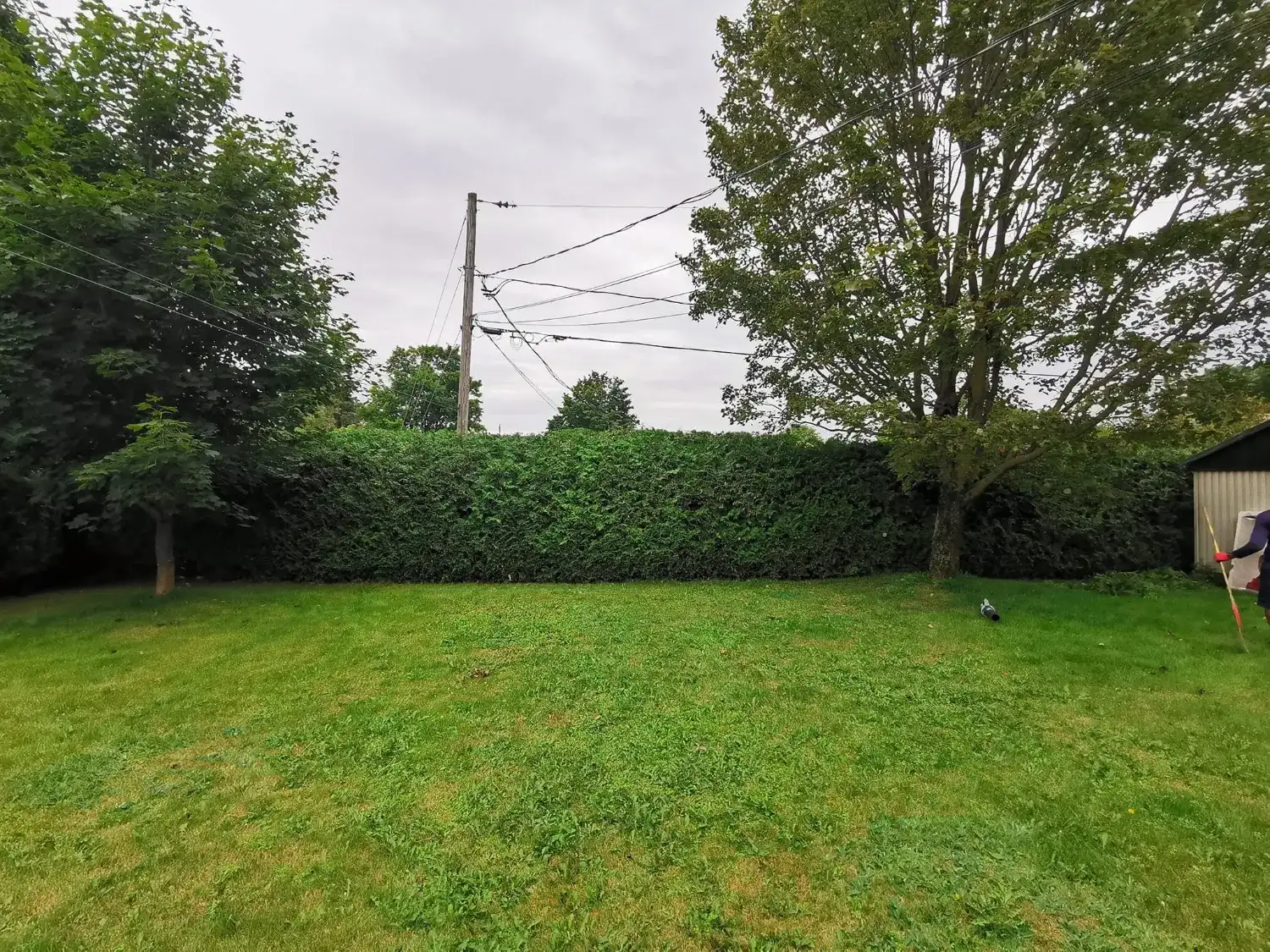 Après : la même haie de cèdres taillée droite et dense, pelouse propre sans branches au sol.