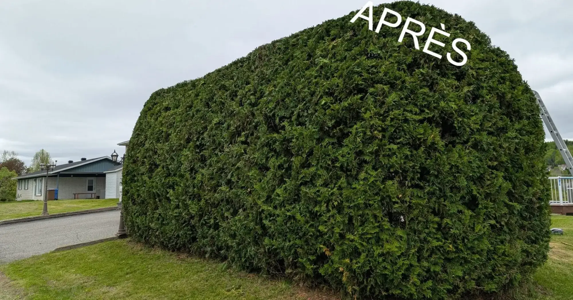 Après : la même haie de cèdres aux lignes nettes et à la surface uniforme.