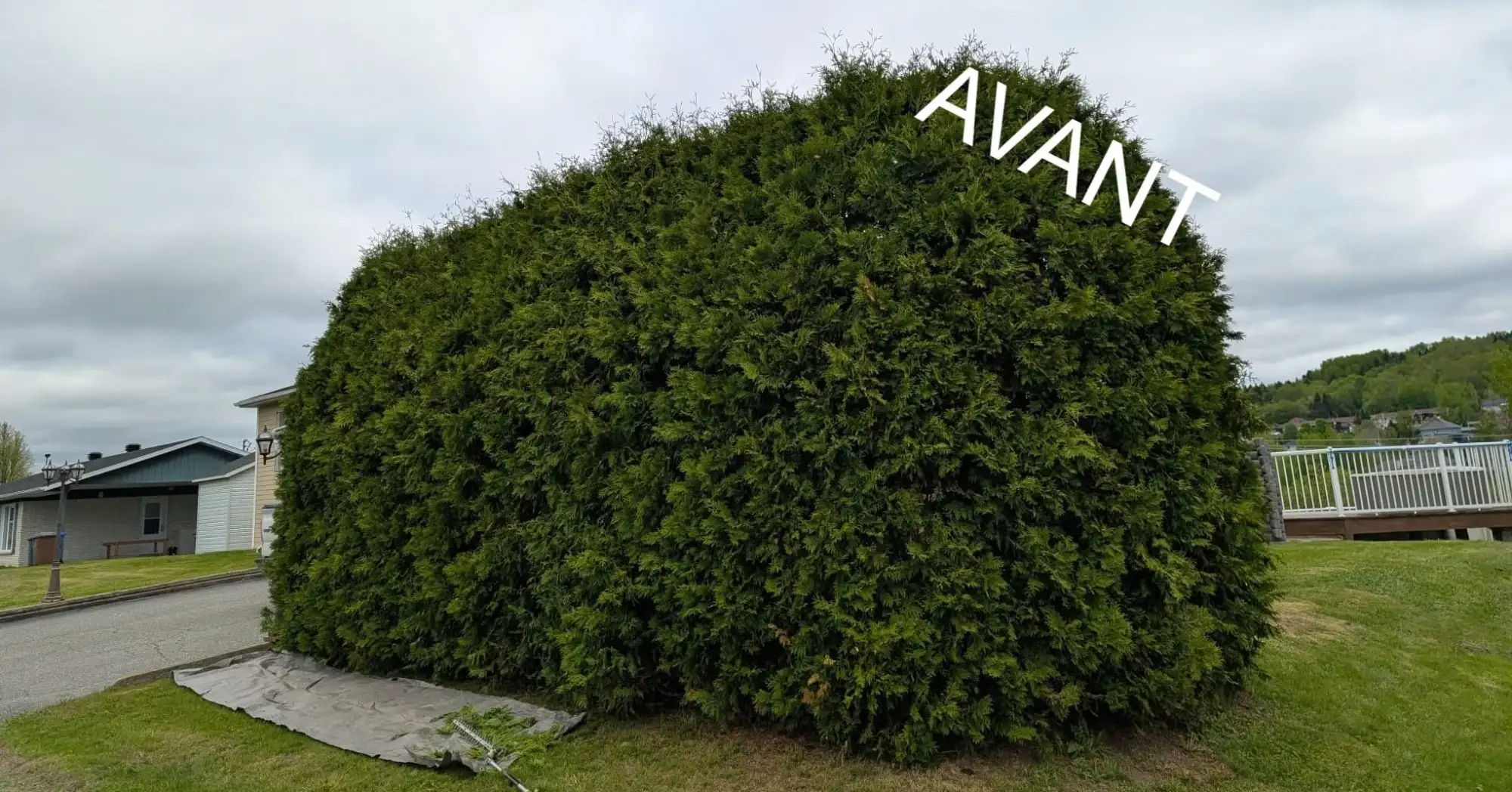 Avant : grosse haie de cèdres arrondie avec des pousses folles sur le dessus.